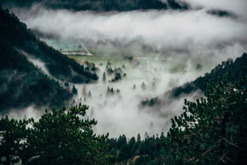 Trees Cover With Fogs Trees Cover With Fogs