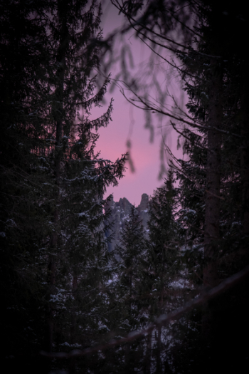 Trees During Dawn Trees During Dawn