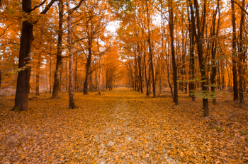 Trees during Fall Trees during Fall