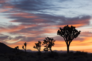 Trees during Sunset Trees during Sunset