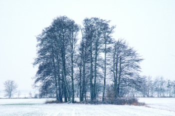 Trees during Winter Season Trees during Winter Season