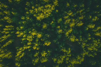 Trees from above