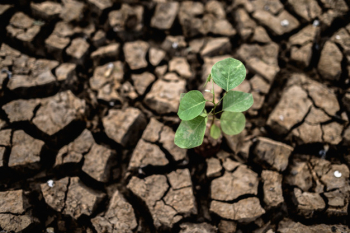 Trees grown in dry, cracked, dry soil in the dry season, global warming Free Photo