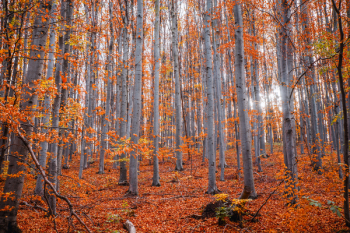 Trees in Autumn Forest Trees in Autumn Forest