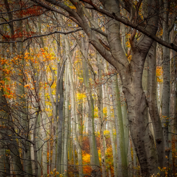 Trees in Autumn Forest Trees in Autumn Forest