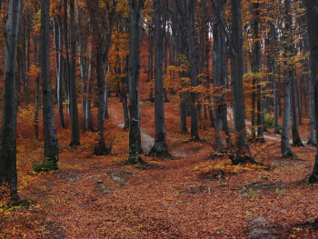 Trees in Forest during Autumn Trees in Forest during Autumn