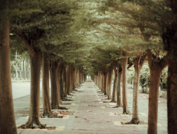 Trees in Straight Line Beside Pathway Trees in Straight Line Beside Pathway