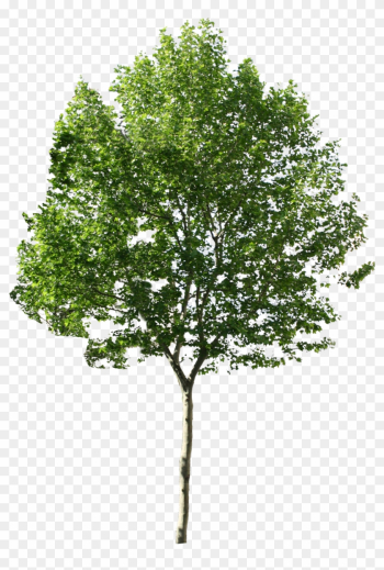 Trees No Background Png For Photoshop - Photoshop Tree Png