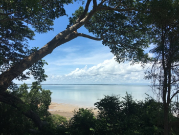 Trees on Beach Against Sky Trees on Beach Against Sky