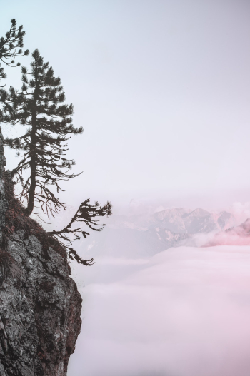 Trees on Cliff