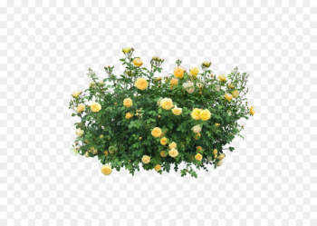 Trees & Shrubs Portable Network Graphics Rose Clip art - rose 