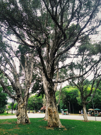 Trees Surrounding Park Trees Surrounding Park