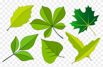 Trees - Theme Leaf Png Trees - Theme Leaf Png