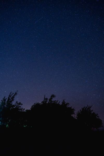 trees under blue starry night trees under blue starry night