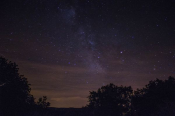 trees under starry night trees under starry night