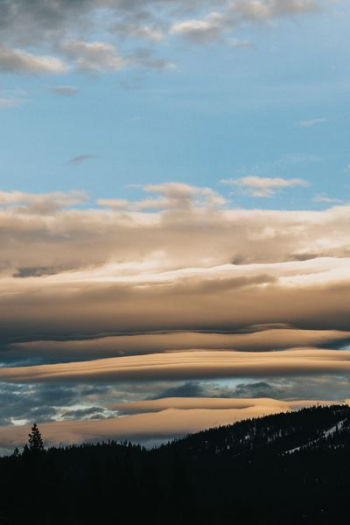 trees under white clouds