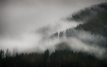 trees with fog trees with fog