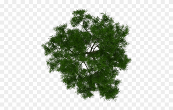 Trendy Arbol Png With Imagenes De Rboles - Architectural Tree Plan Png