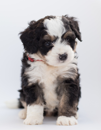 Tricolor Maltese Puppy Tricolor Maltese Puppy