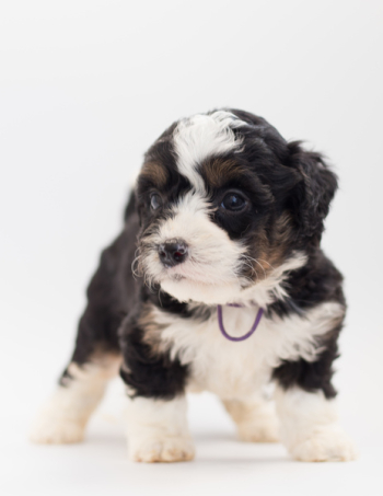 Tricolor Maltese Puppy Tricolor Maltese Puppy