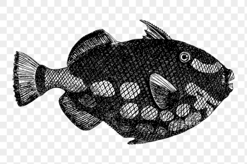 Triggerfish png sticker, sea life | Free PNG - rawpixel