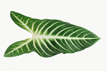 Tropical Alocasia leaf design element | Free transparent png - 2340191 Tropical Alocasia leaf design element | Free transparent png - 2340191