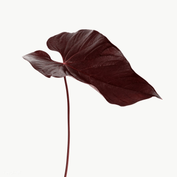 Tropical Alocasia leaf design element | Free transparent png - 2349246 Tropical Alocasia leaf design element | Free transparent png - 2349246