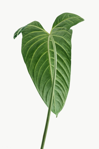 Tropical Alocasia leaf design element | Free transparent png - 2349251 Tropical Alocasia leaf design element | Free transparent png - 2349251
