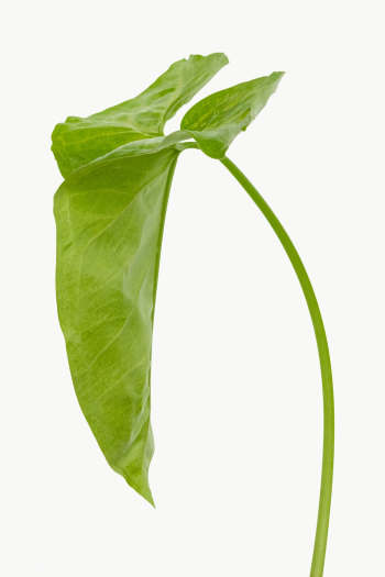 Tropical Alocasia leaf design element | Free transparent png - 2349252 Tropical Alocasia leaf design element | Free transparent png - 2349252