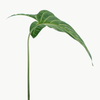 Tropical Alocasia leaf design element | Free transparent png - 2349253 Tropical Alocasia leaf design element | Free transparent png - 2349253
