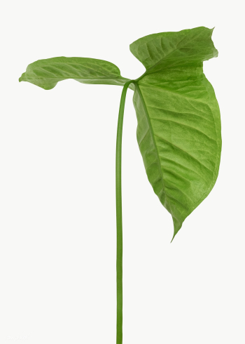 Tropical Alocasia leaf design element | Free transparent png - 2349256 Tropical Alocasia leaf design element | Free transparent png - 2349256
