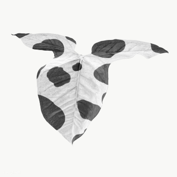 Tropical Alocasia leaf design element | Free transparent png - 2355755 Tropical Alocasia leaf design element | Free transparent png - 2355755