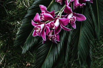 Tropical arrangement with dendrobium and sago palm Tropical arrangement with dendrobium and sago palm