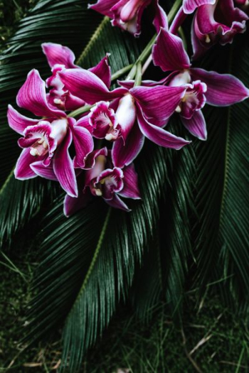 Tropical arrangement with dendrobium and sago palm Tropical arrangement with dendrobium and sago palm