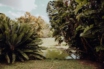 Tropical Botanical Garden in Belem, Lisbon, Portugal Tropical Botanical Garden in Belem, Lisbon, Portugal