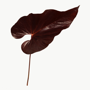 Tropical dark brown Alocasia leaf transparent png | Free  transparent png - 2227127