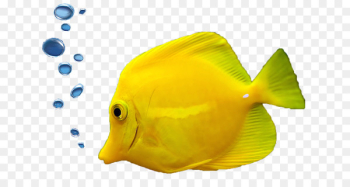 Tropical fish Aquarium Ornamental fish - fish Tropical fish Aquarium Ornamental fish - fish