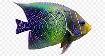 Tropical fish Coral reef fish - fish Tropical fish Coral reef fish - fish