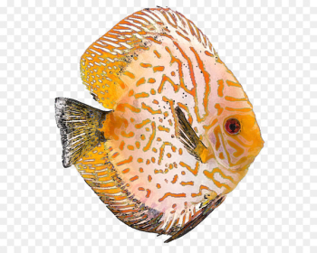 Tropical fish Discus Clownfish Clip art - tropical fish 