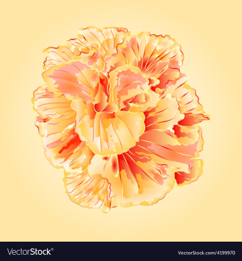 Tropical flowers yellow hibiscus blossom simple vector image Tropical flowers yellow hibiscus blossom simple vector image