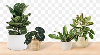 Tropical houseplants png mockup transparent | Free PNG - rawpixel