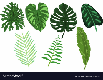 tropical leaves