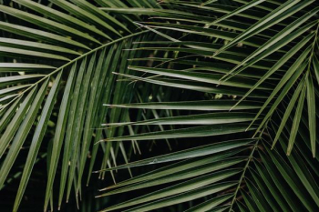 Tropical palm leaves, floral pattern background Tropical palm leaves, floral pattern background