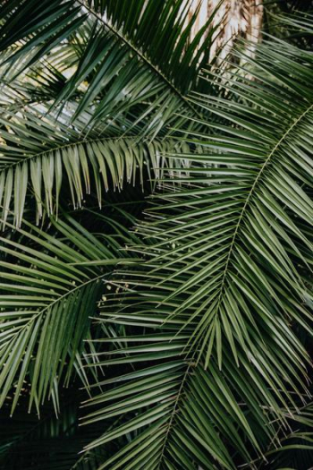 Tropical palm leaves, floral pattern background Tropical palm leaves, floral pattern background