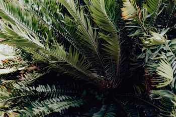 Tropical palm leaves, floral pattern background Tropical palm leaves, floral pattern background