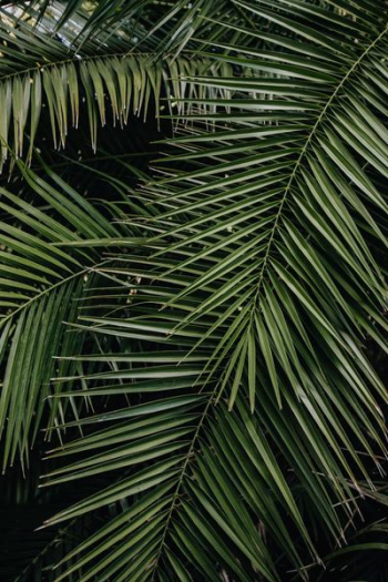 Tropical palm leaves, floral pattern background Tropical palm leaves, floral pattern background