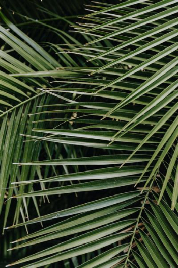 Tropical palm leaves, floral pattern background Tropical palm leaves, floral pattern background