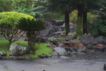 Tropical Water Garden Tropical Water Garden