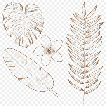 Tropics Drawing Leaf - Tropical plants 