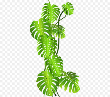 Tropics Jungle Tropical rainforest Clip art - Green coconut leaves 
